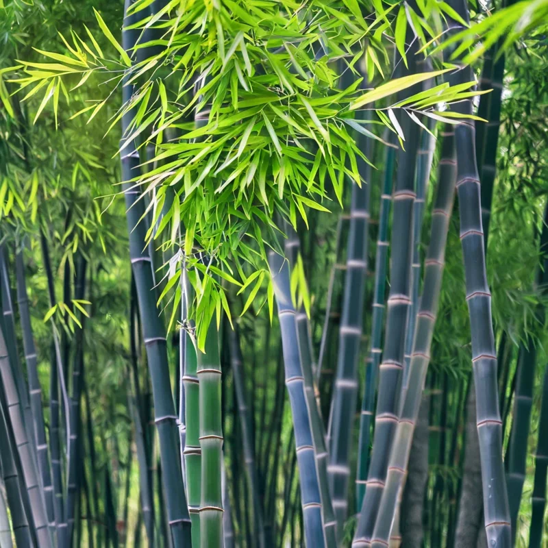 50 Purple Timor Bamboo Seeds - Clumping Privacy Screen Plant - Image 2