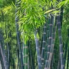 50 Purple Timor Bamboo Seeds - Clumping Privacy Screen Plant - Image 1