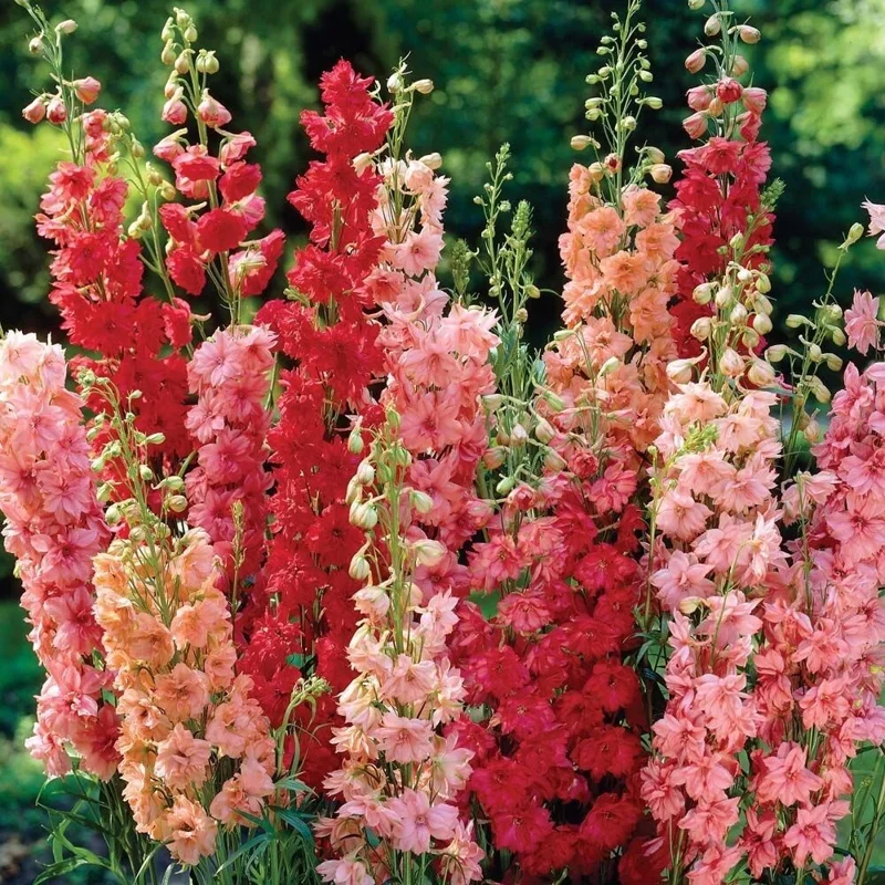 50 Red Arrow Mix Delphinium Seeds - Perennial Garden Flower Seed - Image 2