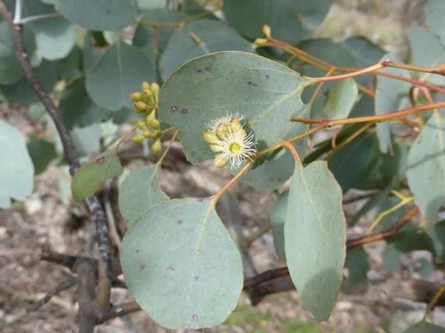 50 Red Box Eucalyptus Seeds - Perennial Tree Flower Seeds for Outdoor Planting - Image 2