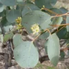 50 Red Box Eucalyptus Seeds - Perennial Tree Flower Seeds for Outdoor Planting - Image 1