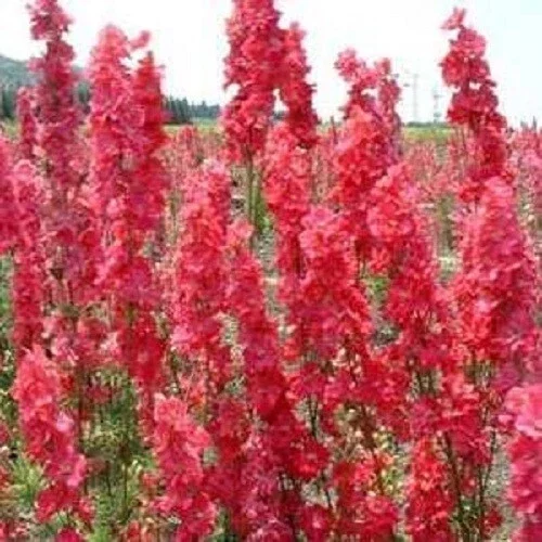 50 Red Delphinium Seeds - Perennial Garden Flower Bloom - Image 2