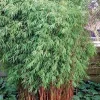 50 Red Dragon Bamboo Seeds - Privacy Plant, Garden Clumping - Image 1