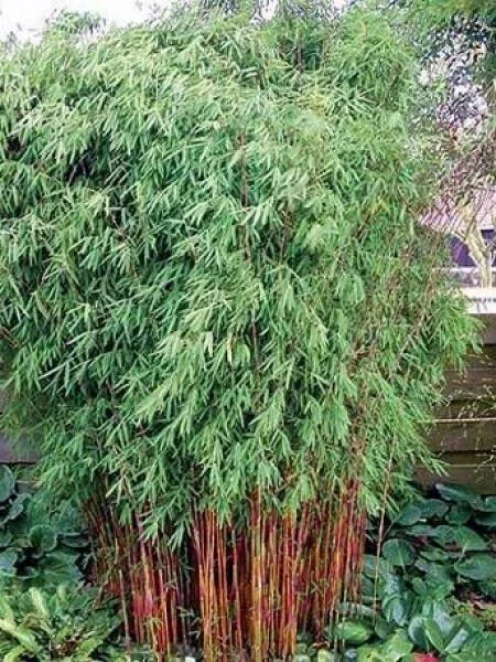 50 Red Dragon Bamboo Seeds - Privacy Plant, Garden Clumping - Image 1