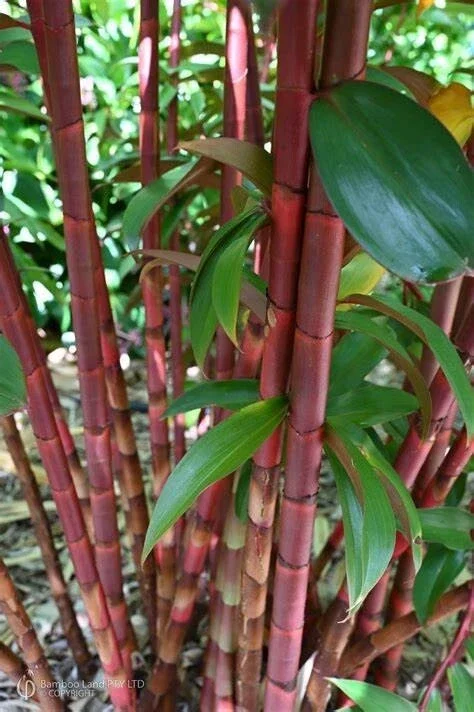 50 Red Stem Bamboo Seeds - Clumping Privacy Screen Plant for Garden Shade 50 Red Stem Bamboo Seeds - Clumping Privacy Screen Plant for Garden Shade - Image 1