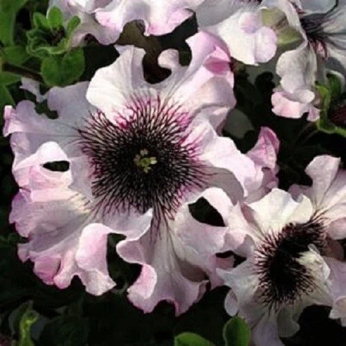 50 Ruffle Pink White Petunia Seeds - Annual Flower Seeds for Hanging Baskets - Image 2