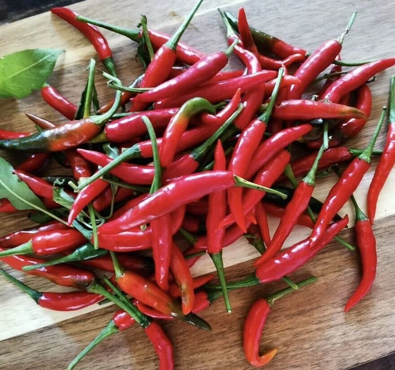 50 Seed Pack Filipino Bird's Eye Pepper Seeds - Siling Labuyo Heirloom - Image 1