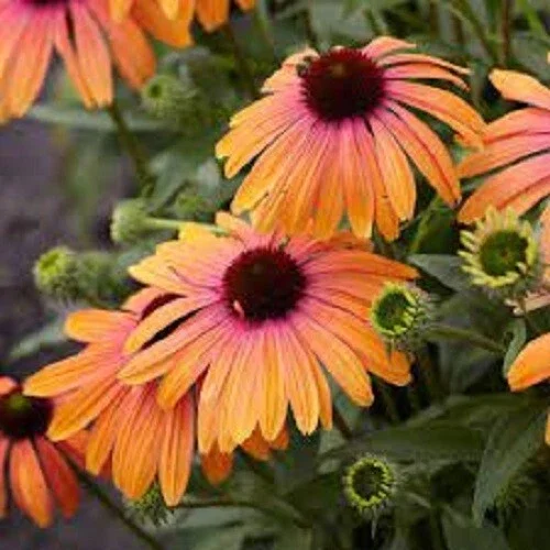 50 Sherbert Coneflower Seeds - Echinacea Perennial Flowers for Garden - Image 2