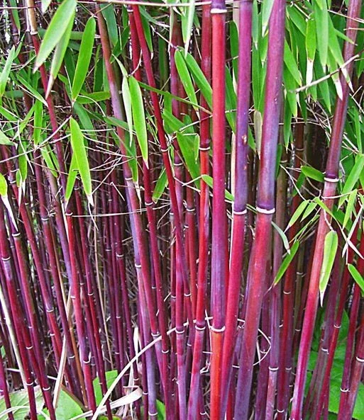 50 Siergras Bamboo Seeds – Clumping Ornamental Grass for Privacy - Image 2
