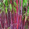50 Siergras Bamboo Seeds – Clumping Ornamental Grass for Privacy - Image 1