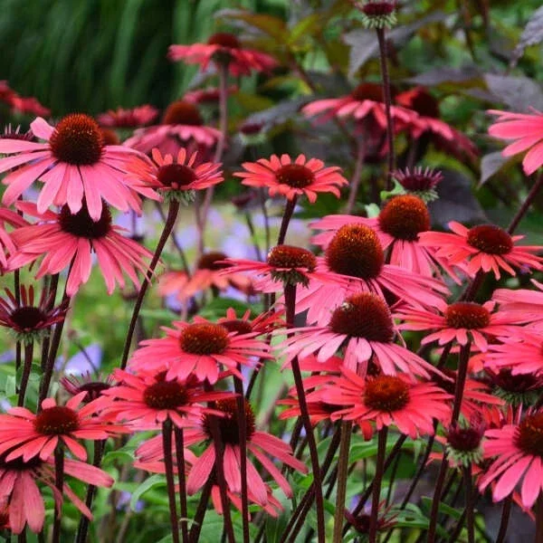 50 Solar Flare Coneflower Seeds - Echinacea Perennial Flower Seeds - Image 2