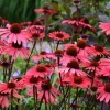 50 Solar Flare Coneflower Seeds - Echinacea Perennial Flower Seeds - Image 1
