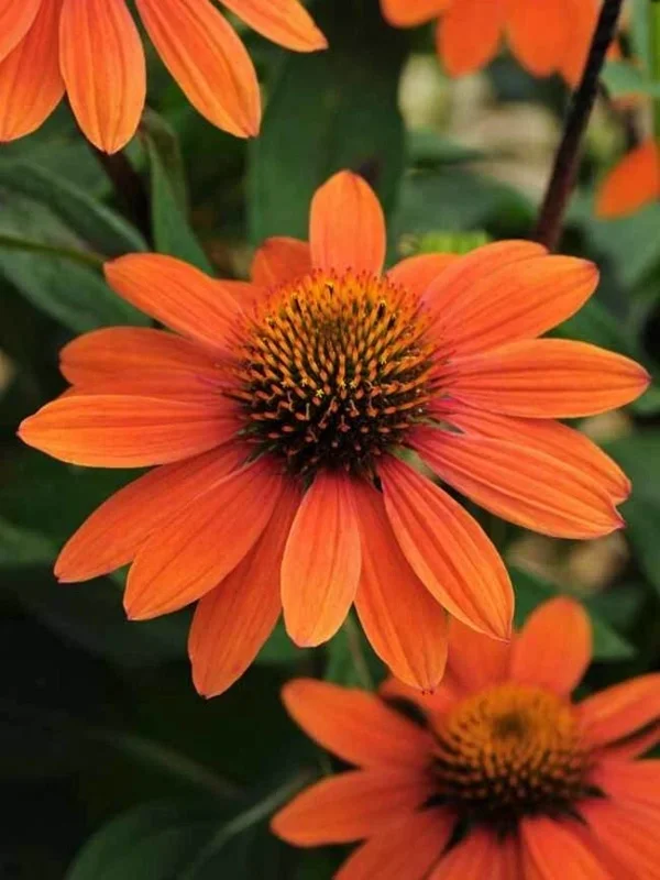 50 Sombrero Coneflower Seeds - Echinacea Flower Perennial - Image 1