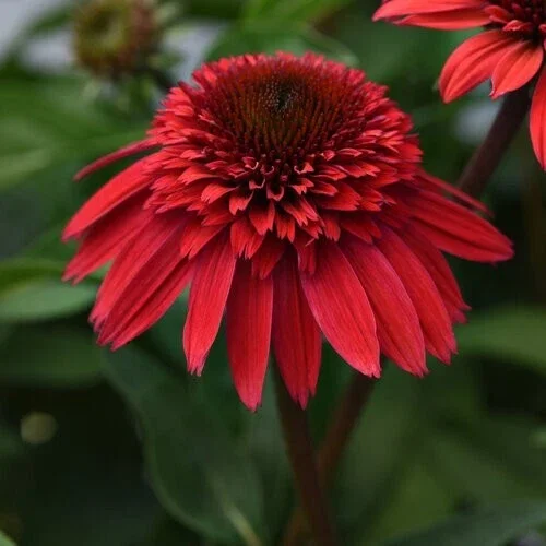 50 Strawberry Delux Coneflower Seeds - Echinacea Perennial Flower - Image 2