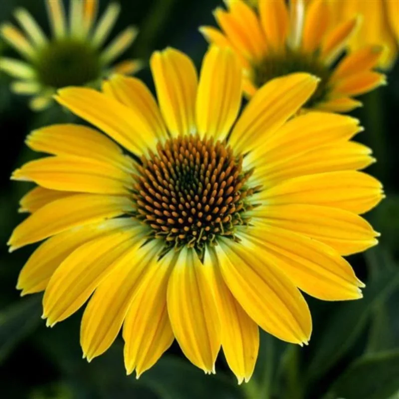 50 Summer Solstice Coneflower Seeds - Echinacea Perennial Flower Seeds - Image 2
