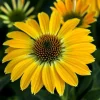 50 Summer Solstice Coneflower Seeds - Echinacea Perennial Flower Seeds - Image 1