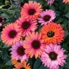 50 Sunseeker Rainbow Coneflower Seeds - Perennial Echinacea Flowers - Image 1
