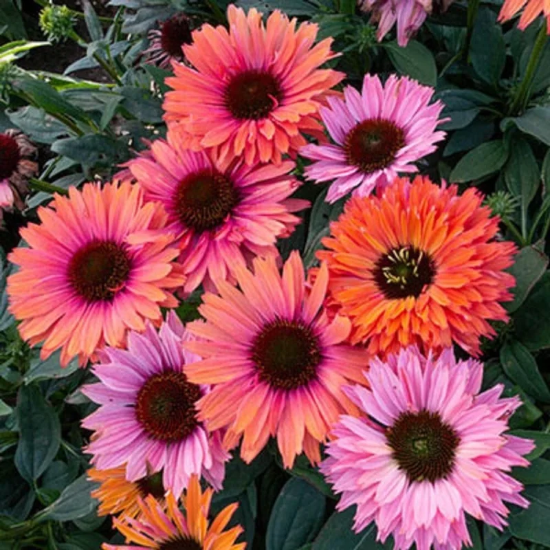 50 Sunseeker Rainbow Coneflower Seeds - Perennial Echinacea Flowers - Image 1