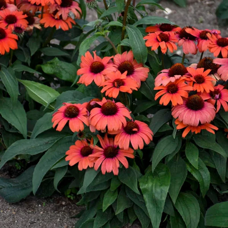 50 Tanager Coneflower Seeds - Echinacea Flower Perennial Blooms Outdoor - Image 2