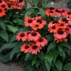 50 Tanager Coneflower Seeds - Echinacea Flower Perennial Blooms Outdoor - Image 1