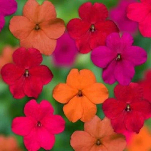 50 Tango Mix Impatients Seeds Flower Seed Flowers Annual Bloom 418 - Image 2