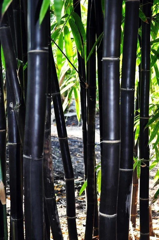 50 Timor Black Bamboo Seeds - Clumping Exotic Shade Screen - Image 1