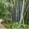 50 Tropical Blue Bamboo Seeds - Clumping Privacy Screen Plant - Image 1