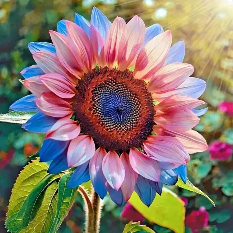 50 Twin-Blossom Blue Over Pink Sunflower Seeds - Rare Heirloom Variety, Unique Garden Flower - Image 2