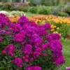50 Ultraviolet Phlox Seeds – Perennial Flower Seeds – Attracts Butterflies - Image 1