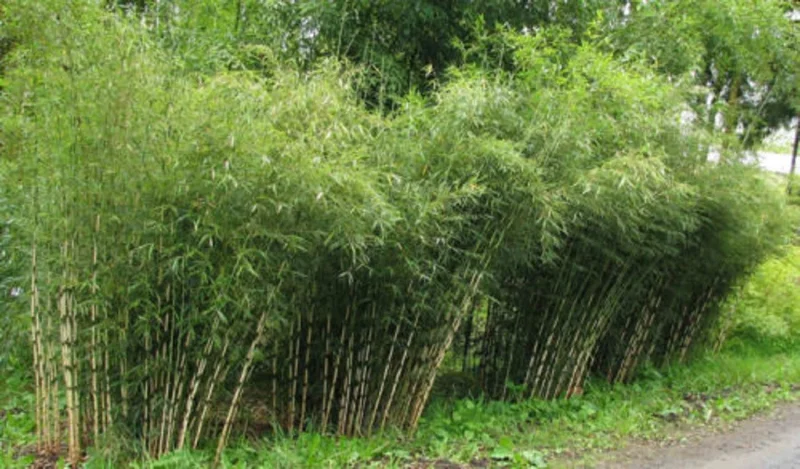 50 Umbrella Bamboo Seeds - Clumping Privacy Screen, Exotic Shade - Image 2