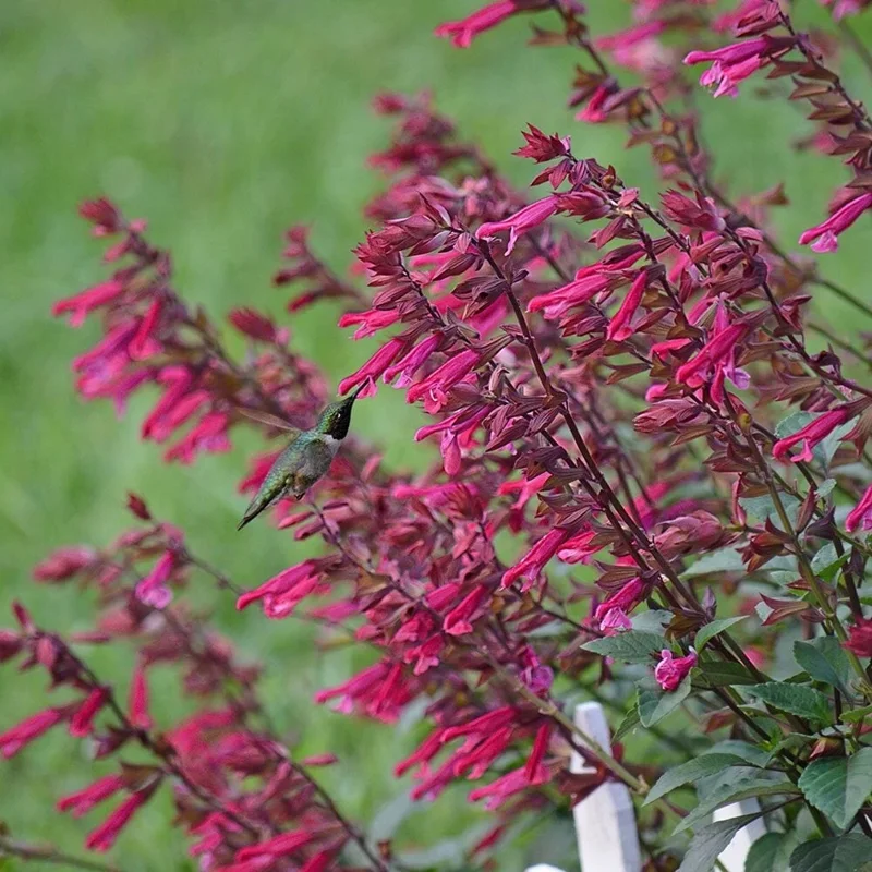50 Wendy's Wish Salvia Seeds - Perennial Flower Seeds for Hummingbirds - Image 1