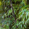 50 Winter Break Bamboo Seeds - Privacy Plant, Clumping, Shade Tolerant - Image 1