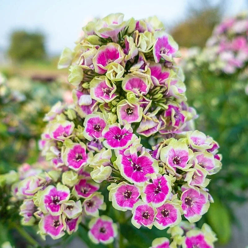 50 Yellow Phlox Flower Seeds Perennial for Butterfly Gardens - Image 2