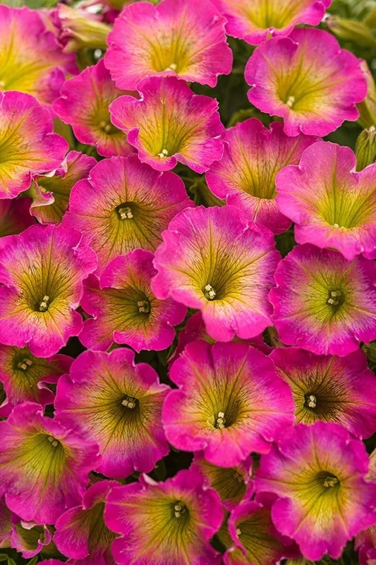 50 Yellow Pink Petunia Seeds - Annual Perennial Flower Seeds - Image 1