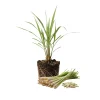 6 Lemongrass Live Plants 4-7 Inch Tall - Edible Herb Starter for Indoor/Outdoor - Image 1