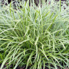 Carex 'Ice Dance' Variegated Sedge Grass Live Plant – Shade Perennial - Easy Plant Finder - Best place plant finder online