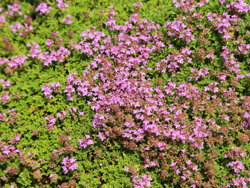 Creeping Thyme (Thymus praecox)