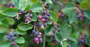Grow Your Own Saskatoon Serviceberries