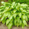 Hosta Honey Dripper Live Plant – Perennial Shade Plant – 4 inch Pot Hosta Honey Dripper Live Plant – Perennial Shade Plant – 4 inch Pot - Easy Plant Finder - Best place plant finder online