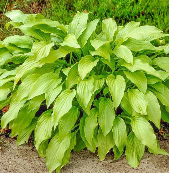 Hosta Honey Dripper Live Plant – Perennial Shade Plant – 4 inch Pot Hosta Honey Dripper Live Plant – Perennial Shade Plant – 4 inch Pot