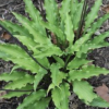 Hosta Razor's Edge Live Plant – 4" Pot, Well-Rooted Perennial for Shade - Easy Plant Finder - Best place plant finder online