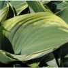 Hosta Rock Princess Live Plant – Perennial Shade – True Miniature – 2 inch Pot Hosta Rock Princess Live Plant – Perennial Shade – True Miniature – 2 inch Pot - Easy Plant Finder - Best place plant finder online
