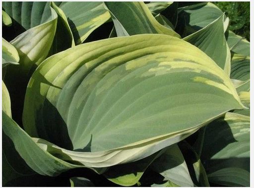Hosta Rock Princess Live Plant – Perennial Shade – True Miniature – 2 inch Pot Hosta Rock Princess Live Plant – Perennial Shade – True Miniature – 2 inch Pot