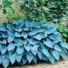 Hosta Diamond Lake Live Plant – 4" Pot – Perennial Hosta – Outdoor Shade Plant Hosta Diamond Lake Live Plant – 4" Pot – Perennial Hosta – Outdoor Shade Plant - Easy Plant Finder - Best place plant finder online