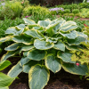 Hosta Shadowlands Gigantosaurus Live Plant – 5.25 inch Pot – Perennial Shade Plant Hosta Shadowlands Gigantosaurus Live Plant – 5.25 inch Pot – Perennial Shade Plant - Easy Plant Finder - Best place plant finder online