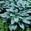 Hosta Silver Tongued Devil Live Plant – Perennial Shade Plant – 4 inch Pot - Easy Plant Finder - Best place plant finder online