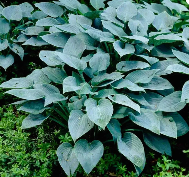 Hosta Silver Tongued Devil Live Plant – Perennial Shade Plant – 4 inch Pot Hosta Silver Tongued Devil Live Plant – Perennial Shade Plant – 4 inch Pot