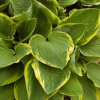 Hosta Sound of Music Live Plant - 4" Pot, Well-Rooted Perennial for Shade Hosta Sound of Music Live Plant - 4" Pot, Well-Rooted Perennial for Shade - Easy Plant Finder - Best place plant finder online