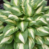 Hosta 'Miss America' Live Plant – 4" Pot – Perennial Shade Plant - Easy Plant Finder - Best place plant finder online