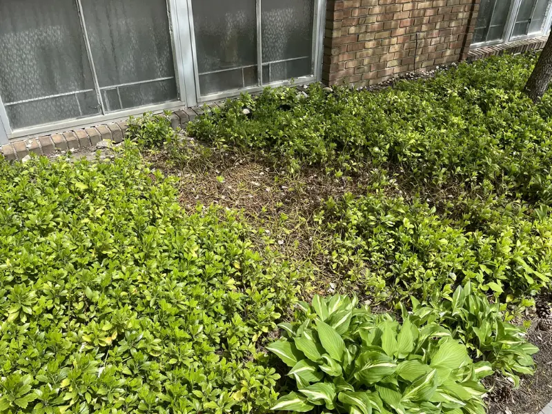 Pachysandra (Japanese Spurge)